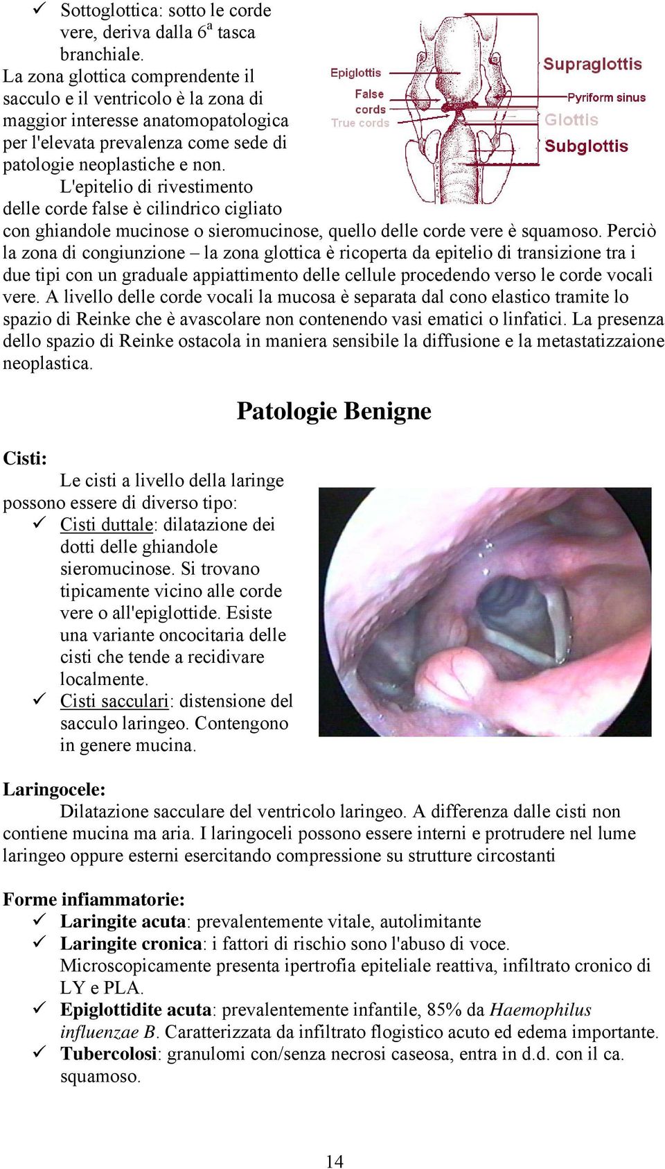 L'epitelio di rivestimento delle corde false è cilindrico cigliato con ghiandole mucinose o sieromucinose, quello delle corde vere è squamoso.