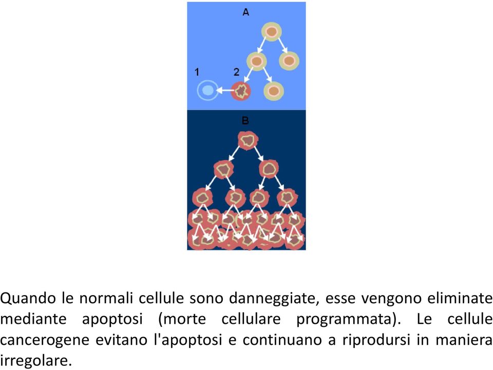 cellulare programmata).