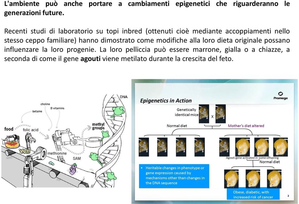 familiare) hanno dimostrato come modifiche alla loro dieta originale possano influenzare la loro progenie.