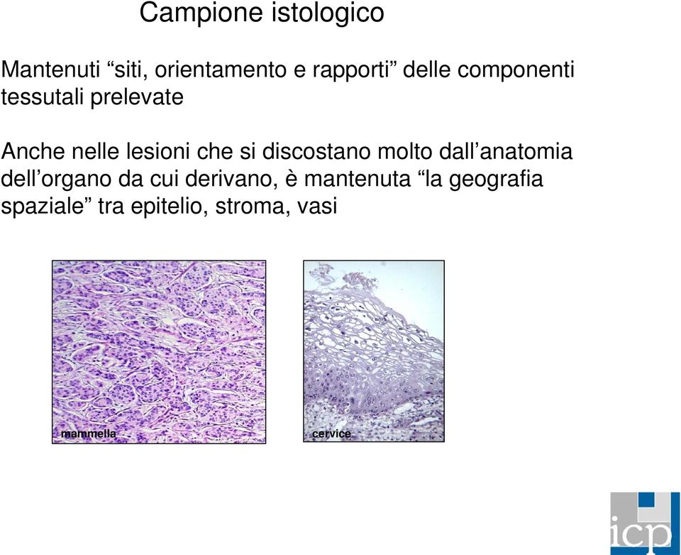 discostano molto dall anatomia dell organo da cui derivano, è