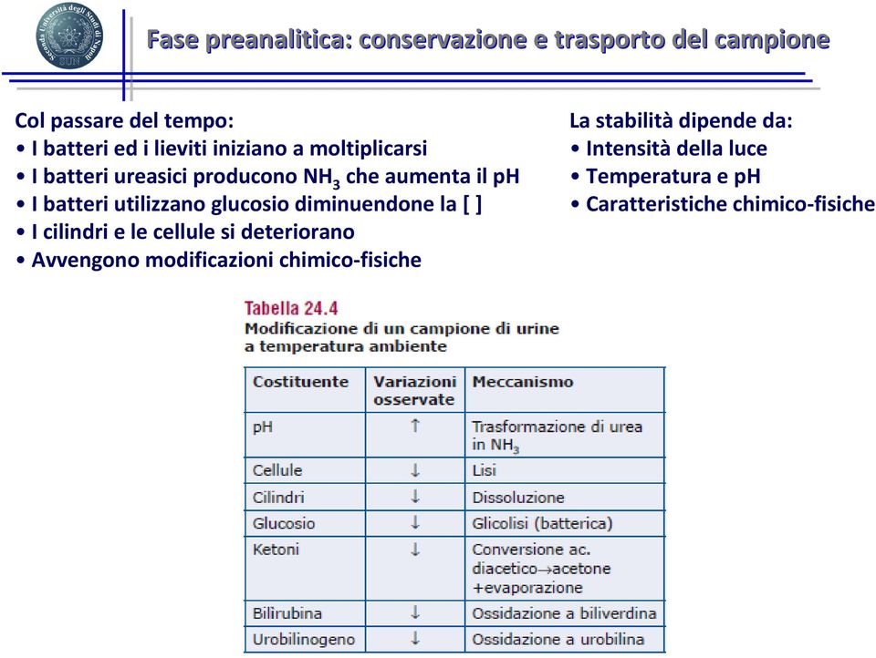 utilizzano glucosio diminuendone la [ ] I cilindri e le cellule si deteriorano Avvengono