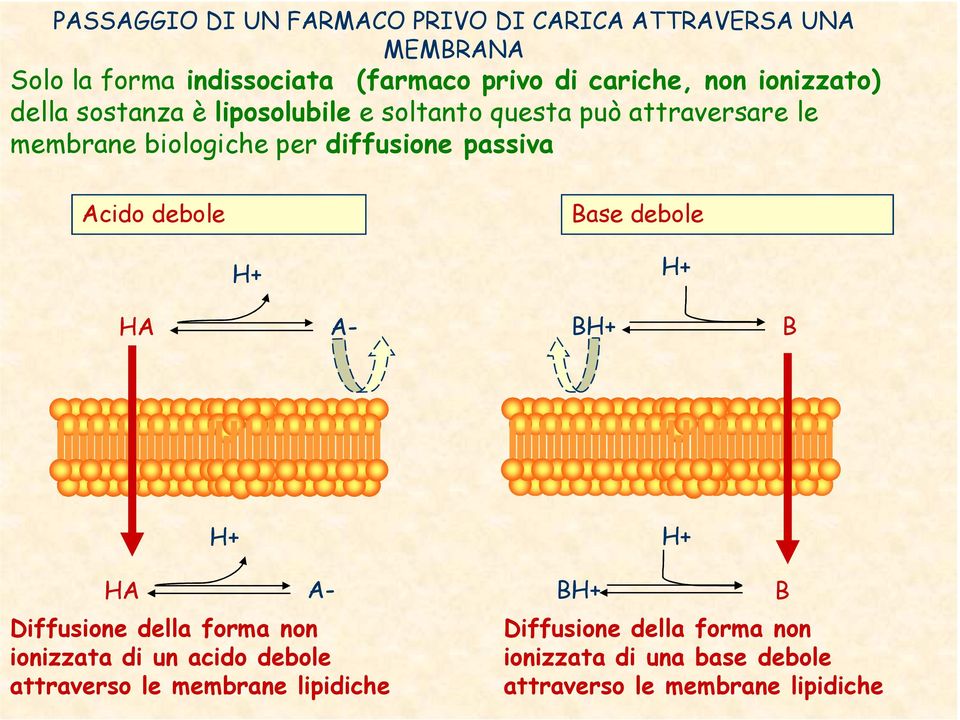 passiva Acido debole Base debole H+ H+ HA A- BH+ B H+ HA A- Diffusione della forma non ionizzata di un acido debole