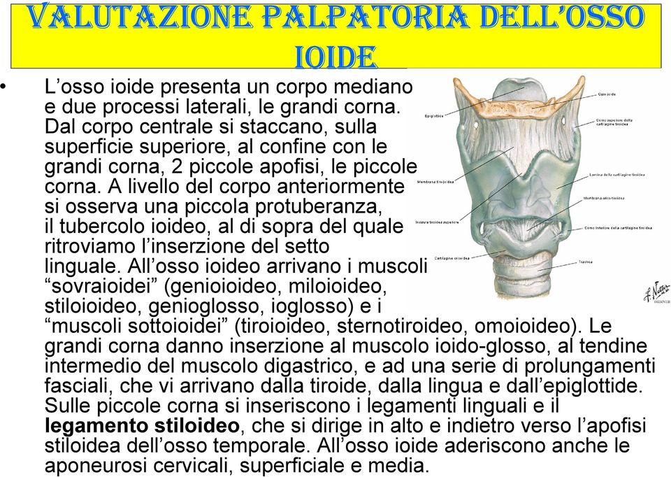 A livello del corpo anteriormente si osserva una piccola protuberanza, il tubercolo ioideo, al di sopra del quale ritroviamo l inserzione del setto linguale.