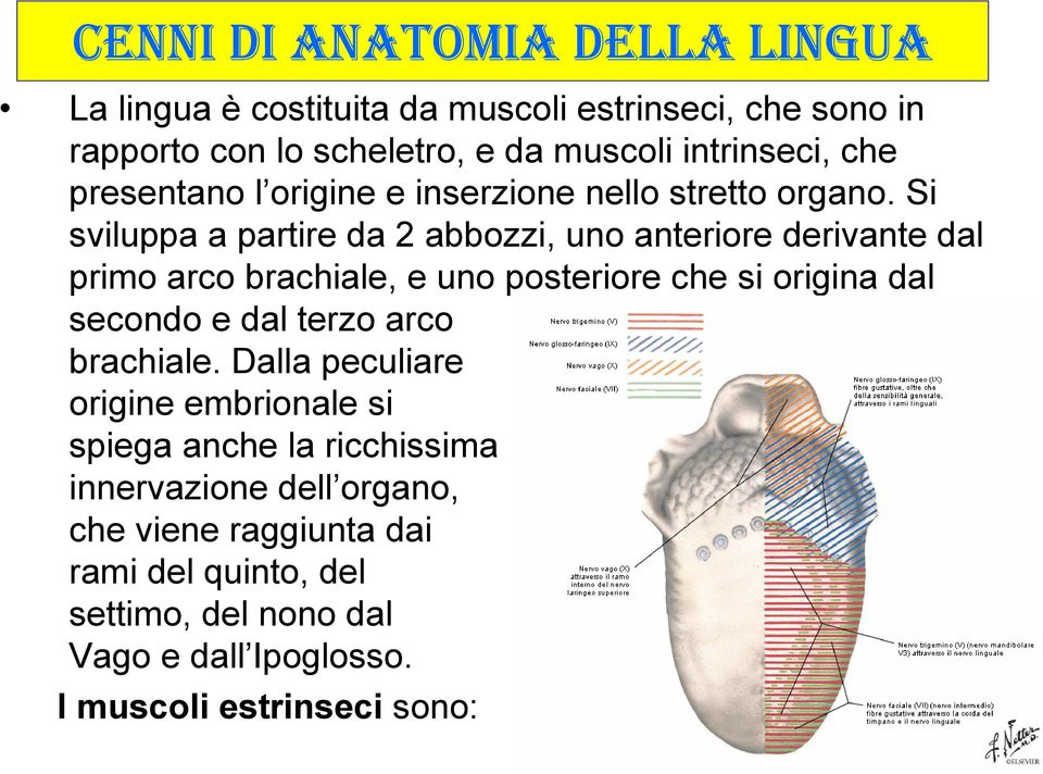 Si sviluppa a partire da 2 abbozzi, uno anteriore derivante dal primo arco brachiale, e uno posteriore che si origina dal secondo e dal terzo