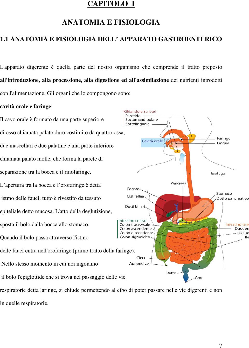 all'assimilazione dei nutrienti introdotti con l'alimentazione.