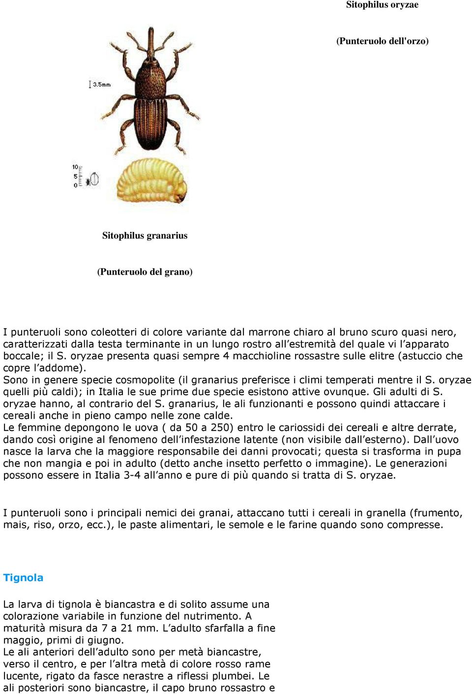 Sono in genere specie cosmopolite (il granarius preferisce i climi temperati mentre il S. oryzae quelli più caldi); in Italia le sue prime due specie esistono attive ovunque. Gli adulti di S.