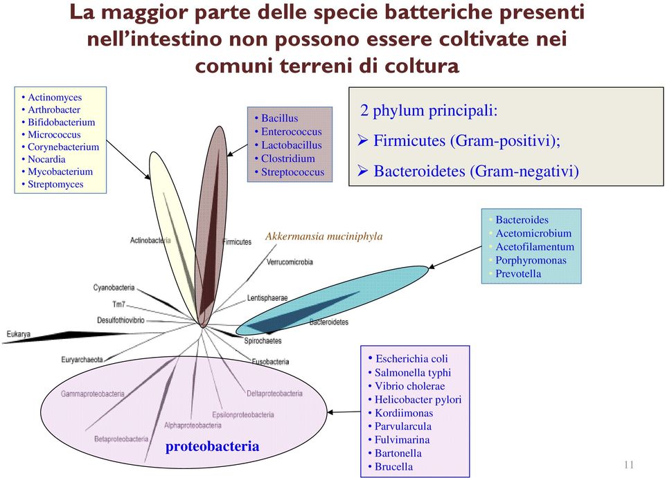 principali: Firmicutes (Gram-positivi); Bacteroidetes (Gram-negativi) Akkermansia muciniphyla Bacteroides Acetomicrobium Acetofilamentum Porphyromonas