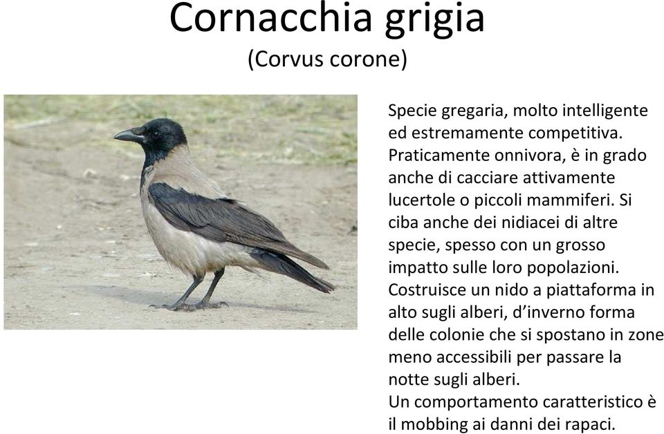 Si ciba anche dei nidiacei di altre specie, spesso con un grosso impatto sulle loro popolazioni.