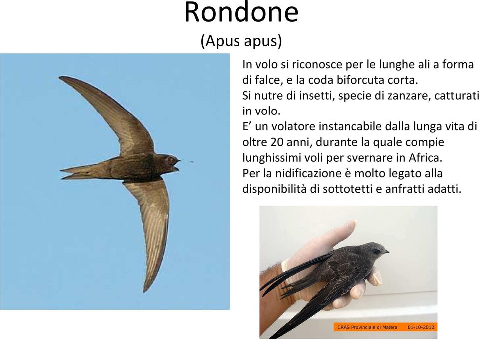 E un volatore instancabile dalla lunga vita di oltre 20 anni, durante la quale compie