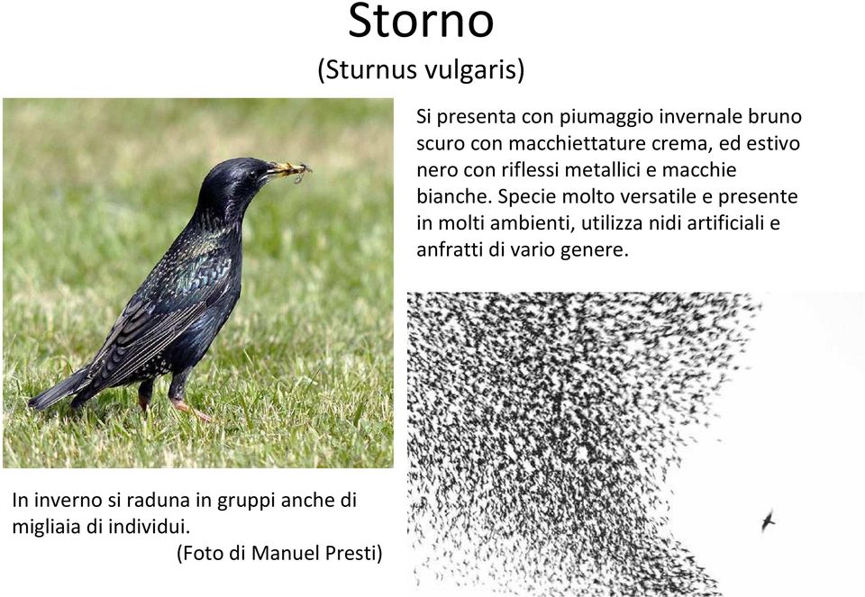 Specie molto versatile e presente in molti ambienti, utilizza nidi artificiali e