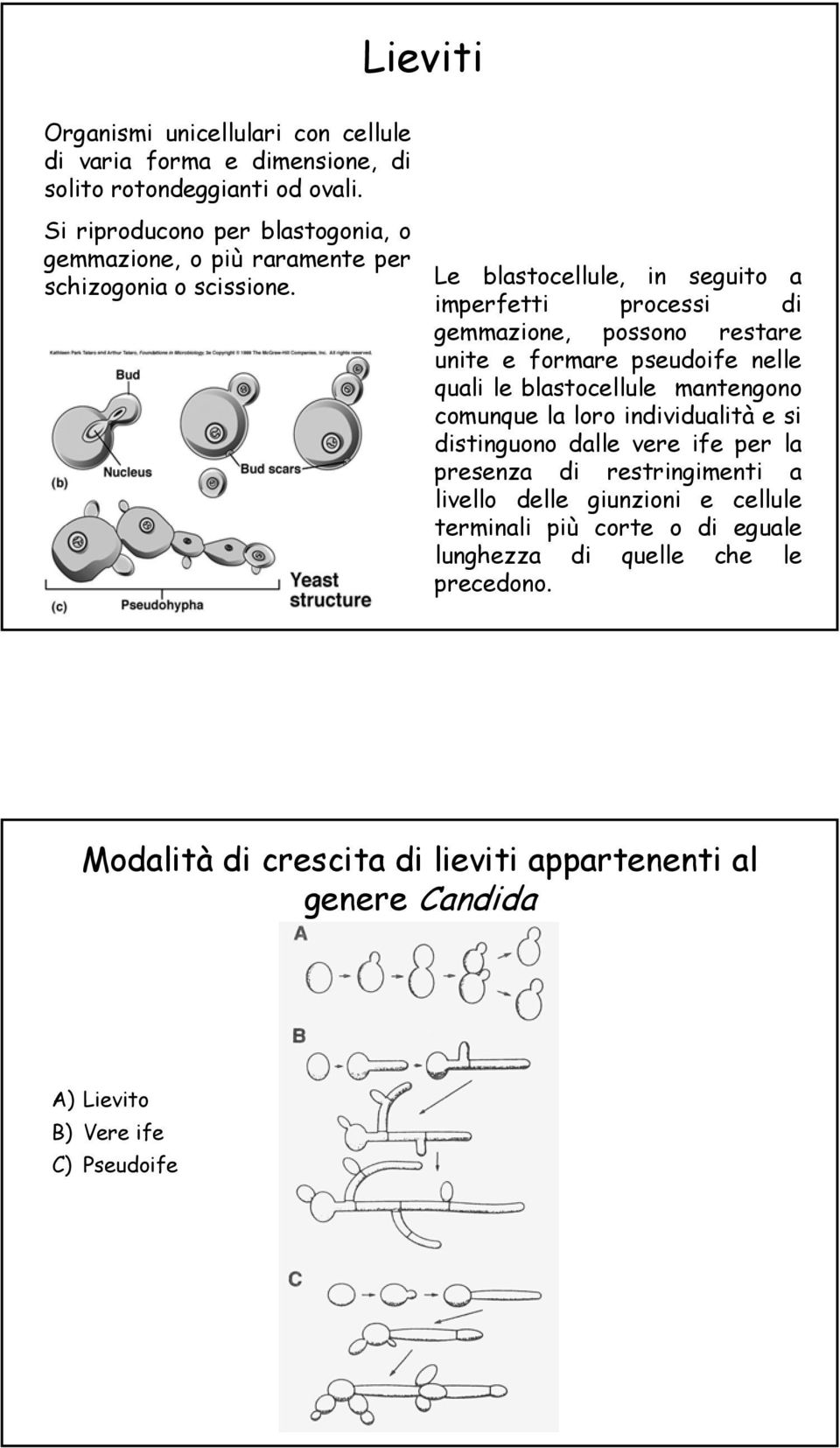 Le blastocellule, in seguito a imperfetti processi di gemmazione, possono restare unite e formare pseudoife nelle quali le blastocellule mantengono comunque la