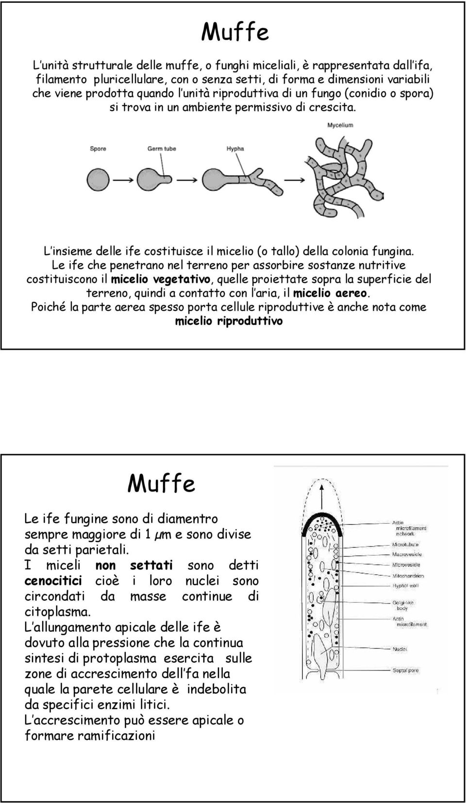 Le ife che penetrano nel terreno per assorbire sostanze nutritive costituiscono il micelio vegetativo, quelle proiettate sopra la superficie del terreno, quindi a contatto con l aria, il micelio