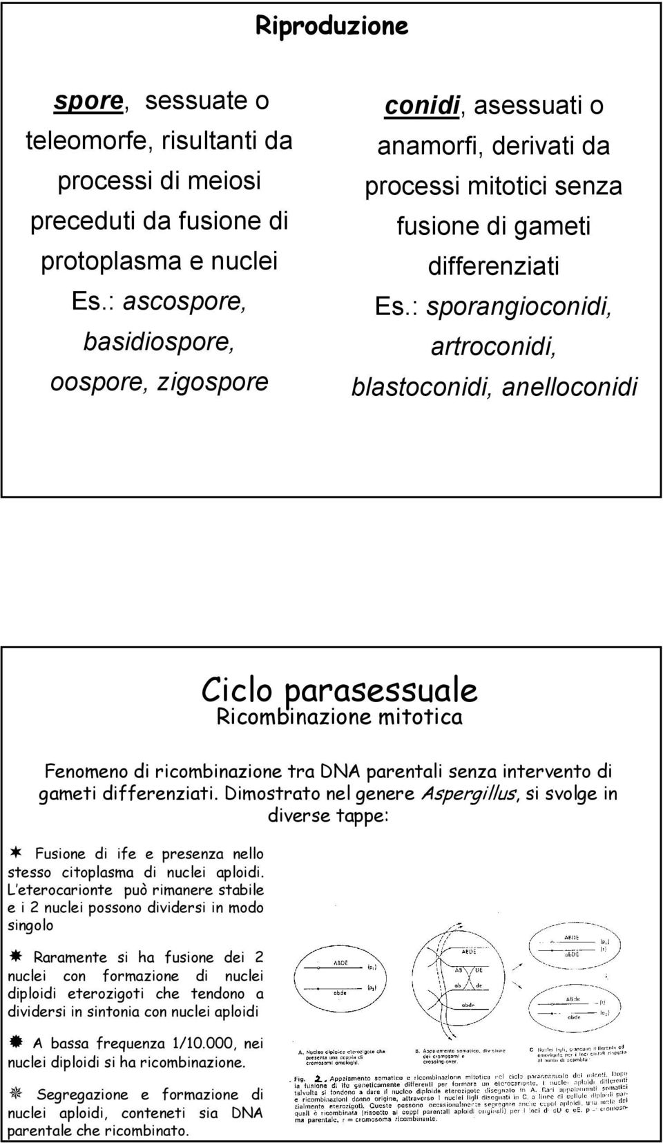 : sporangioconidi, artroconidi, blastoconidi, anelloconidi Ciclo parasessuale Ricombinazione mitotica Fenomeno di ricombinazione tra DNA parentali senza intervento di gameti differenziati.