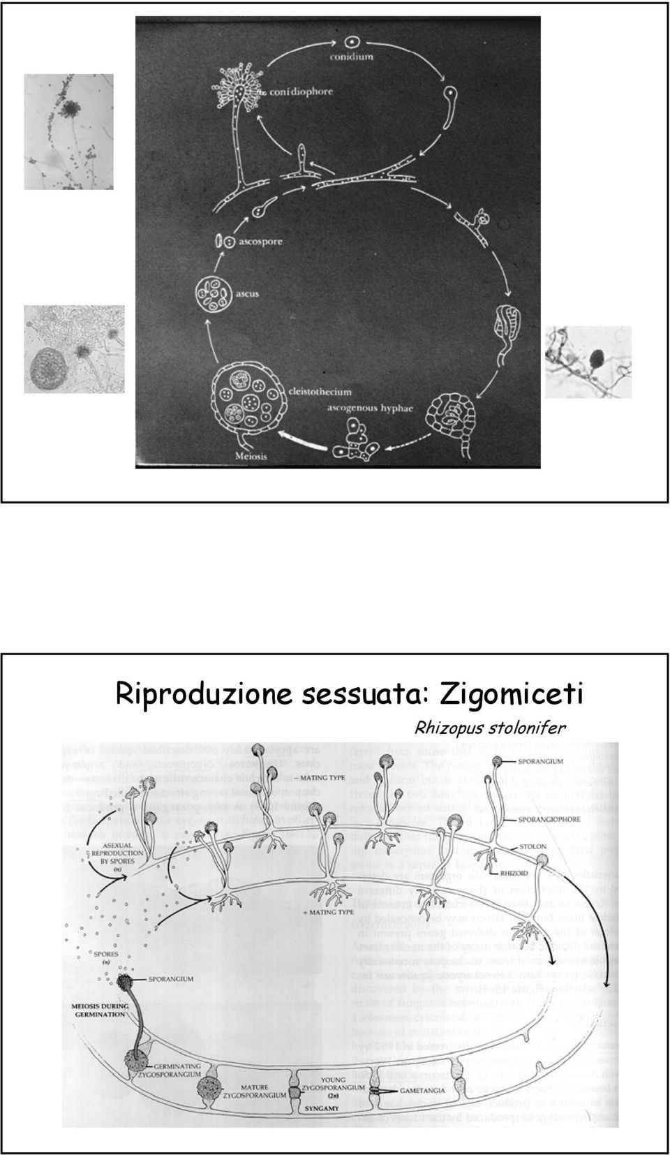 Zigomiceti