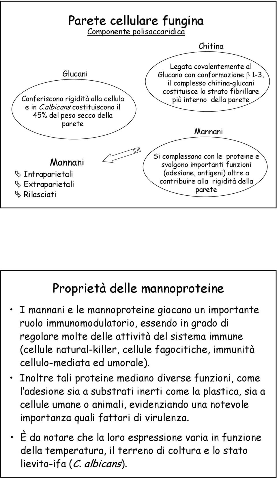 parete Mannani Mannani Intraparietali Extraparietali Rilasciati Si complessano con le proteine e svolgono importanti funzioni (adesione, antigeni) oltre a contribuire alla rigidità della parete