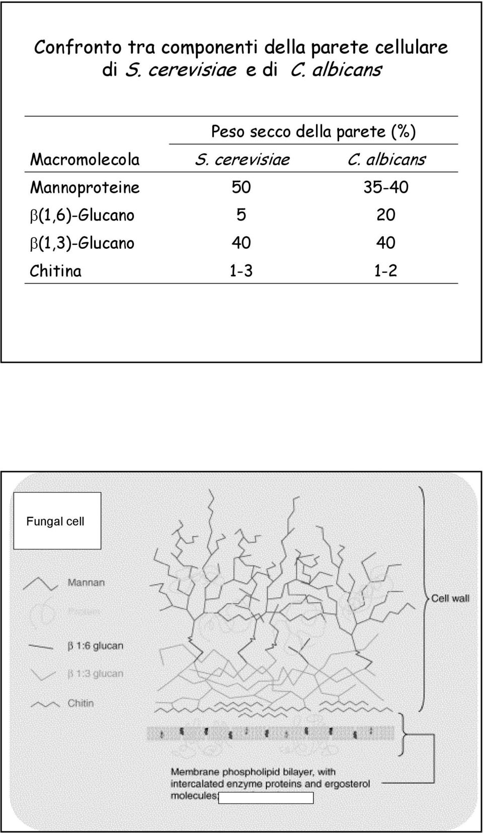 albicans Macromolecola Mannoproteine β(1,6)-glucano