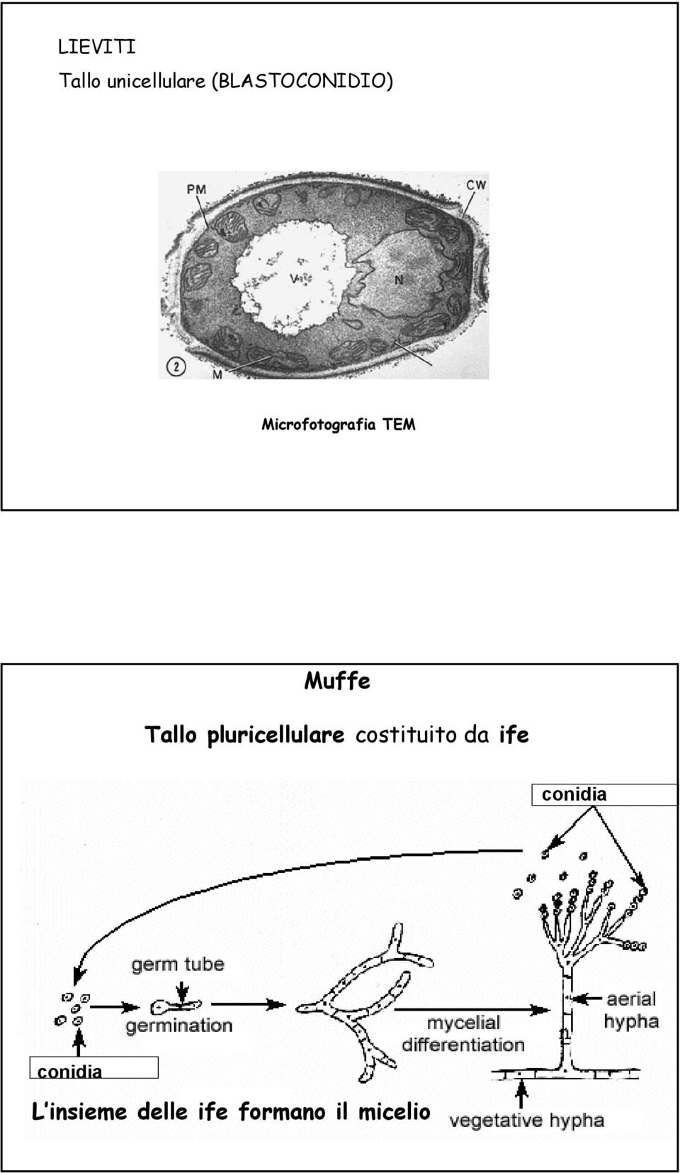 Muffe Tallo pluricellulare costituito da