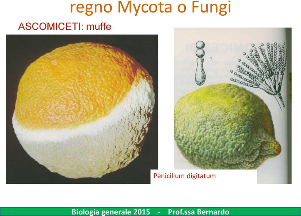 Mycota o Fungi