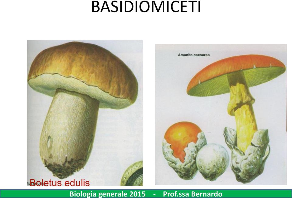 Biologia