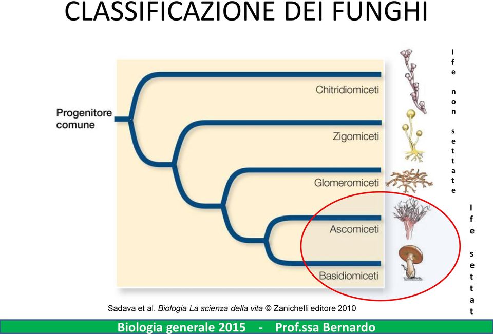 Biologia La scienza della vita