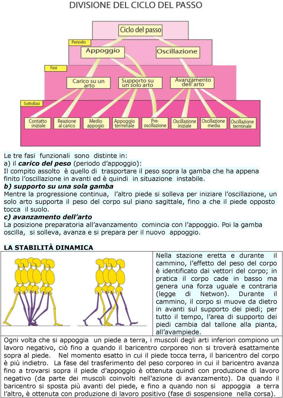 b) supporto su una sola gamba Mentre la progressione continua, l altro piede si solleva per iniziare l oscillazione, un solo arto supporta il peso del corpo sul piano sagittale, fino a che il piede