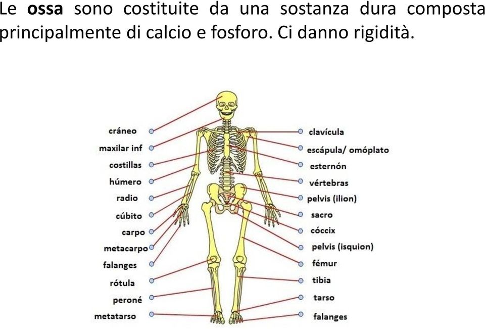 principalmente di calcio e