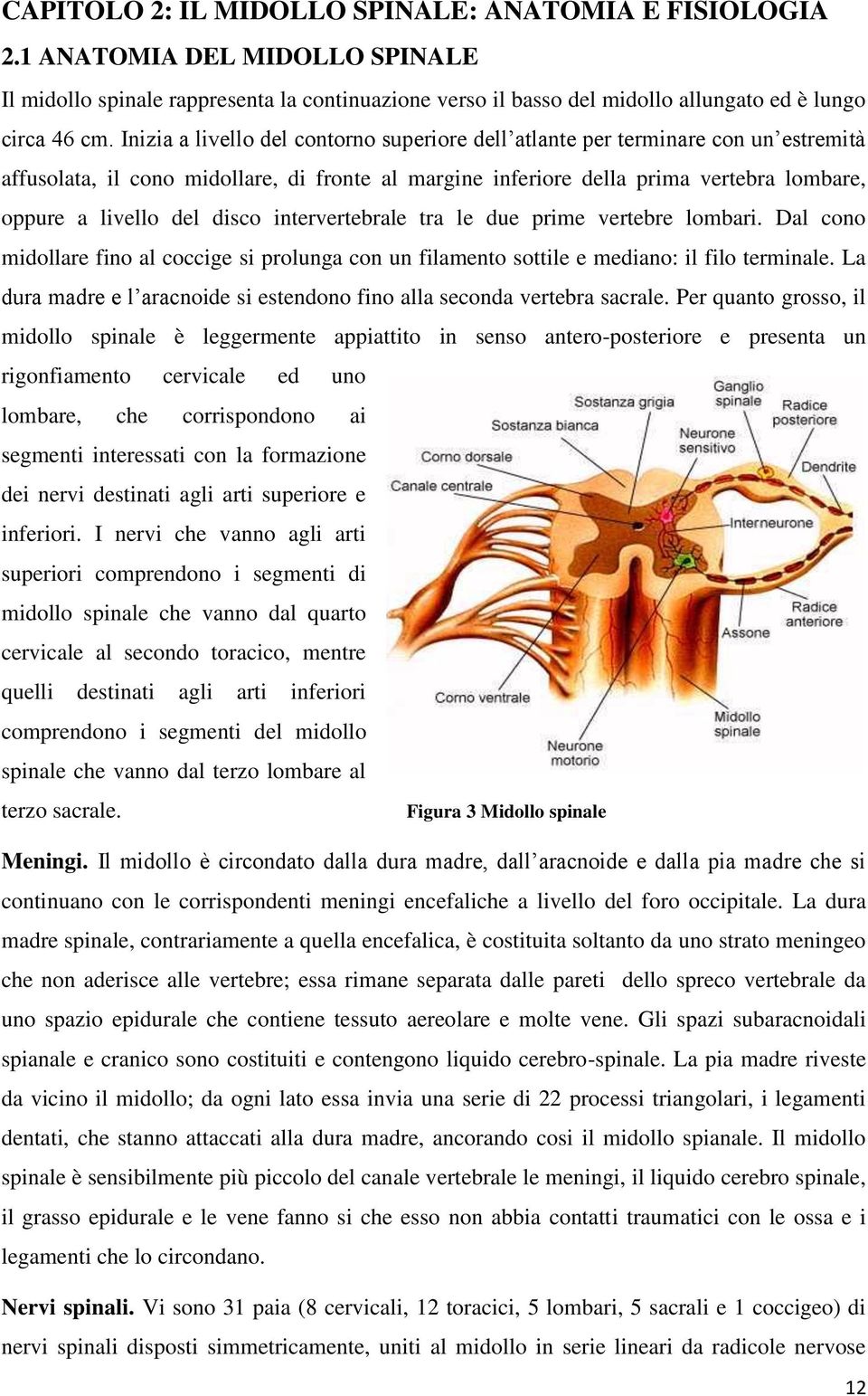 disco intervertebrale tra le due prime vertebre lombari. Dal cono midollare fino al coccige si prolunga con un filamento sottile e mediano: il filo terminale.