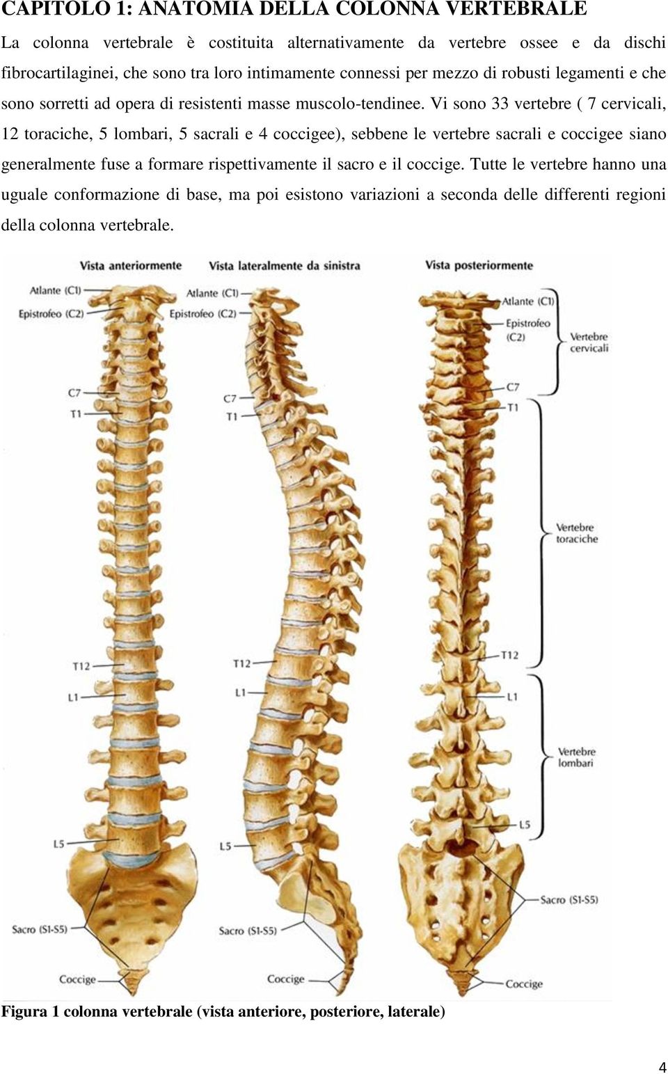 Vi sono 33 vertebre ( 7 cervicali, 12 toraciche, 5 lombari, 5 sacrali e 4 coccigee), sebbene le vertebre sacrali e coccigee siano generalmente fuse a formare rispettivamente