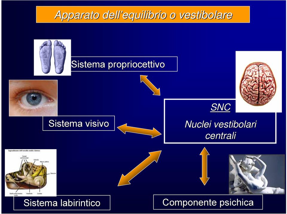 Sistema visivo SNC Nuclei vestibolari