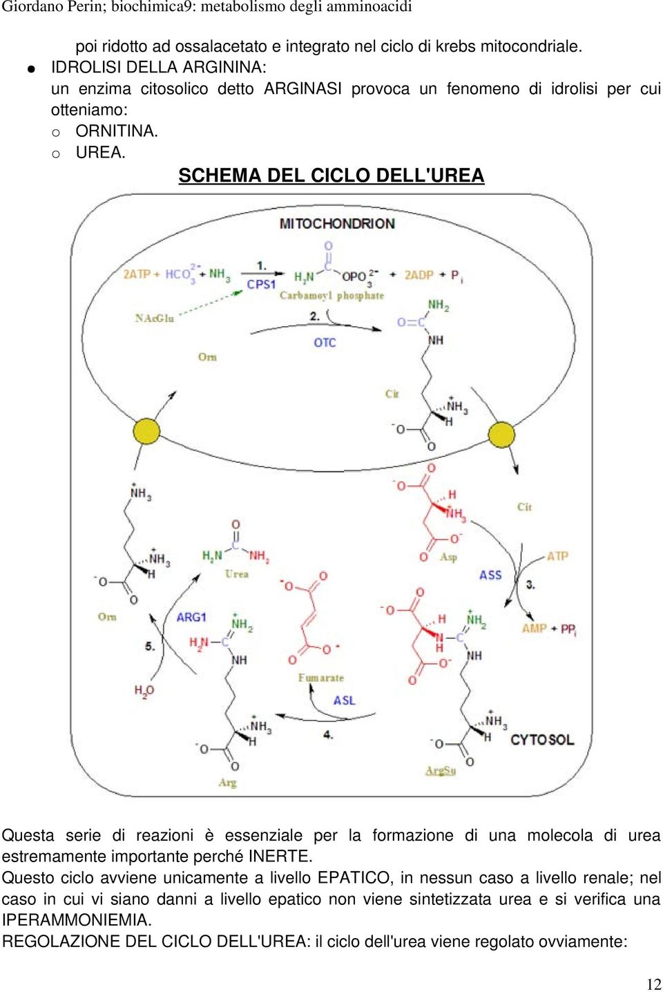 SCHEMA DEL CICLO DELL'UREA Questa serie di reazioni è essenziale per la formazione di una molecola di urea estremamente importante perché INERTE.