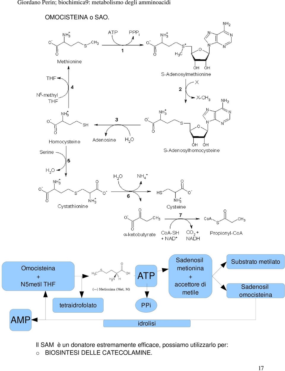 metilato Sadenosil omocisteina tetraidrofolato PPi AMP idrolisi Il SAM è un