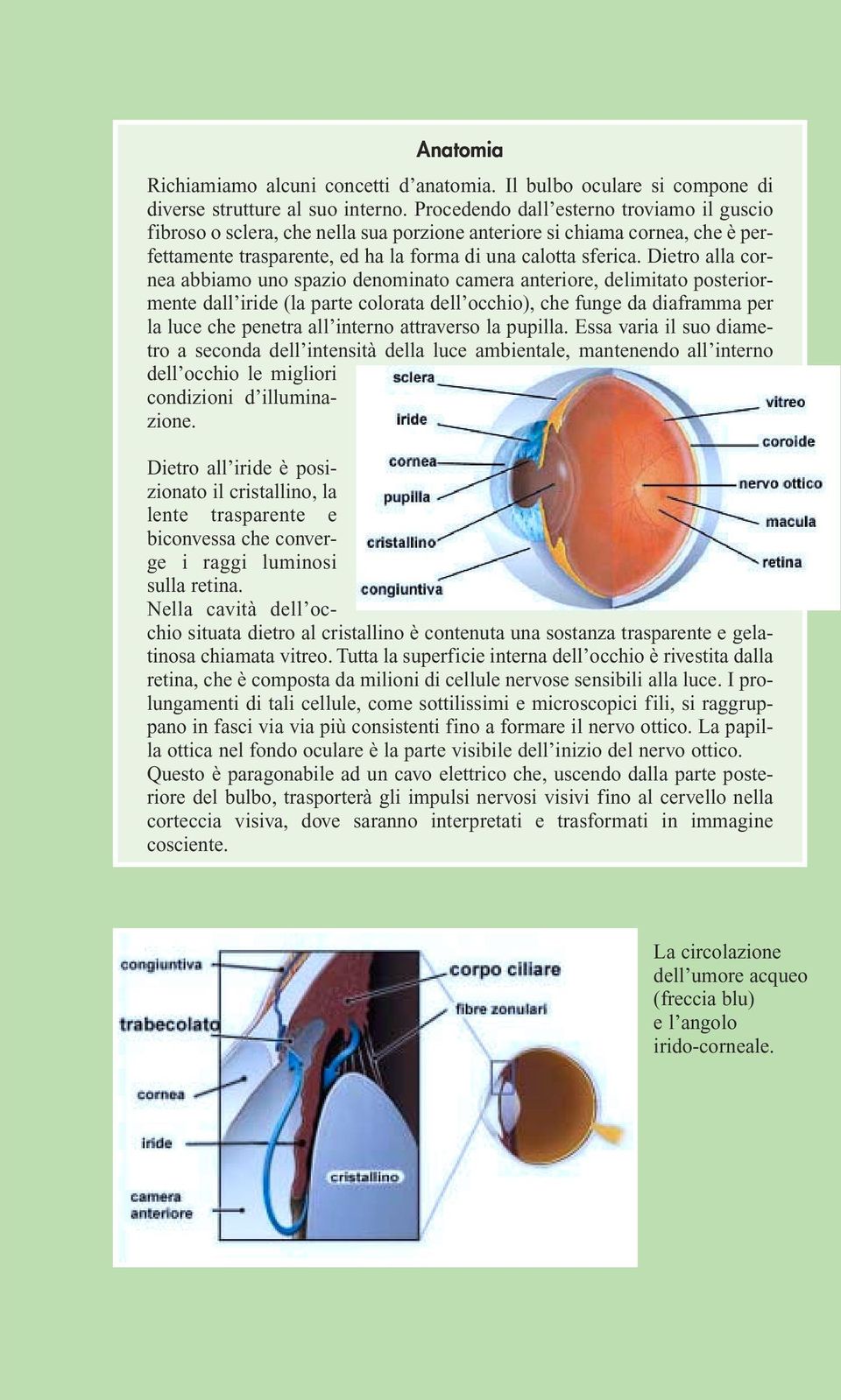 Dietro alla cornea abbiamo uno spazio denominato camera anteriore, delimitato posteriormente dall iride (la parte colorata dell occhio), che funge da diaframma per la luce che penetra all interno