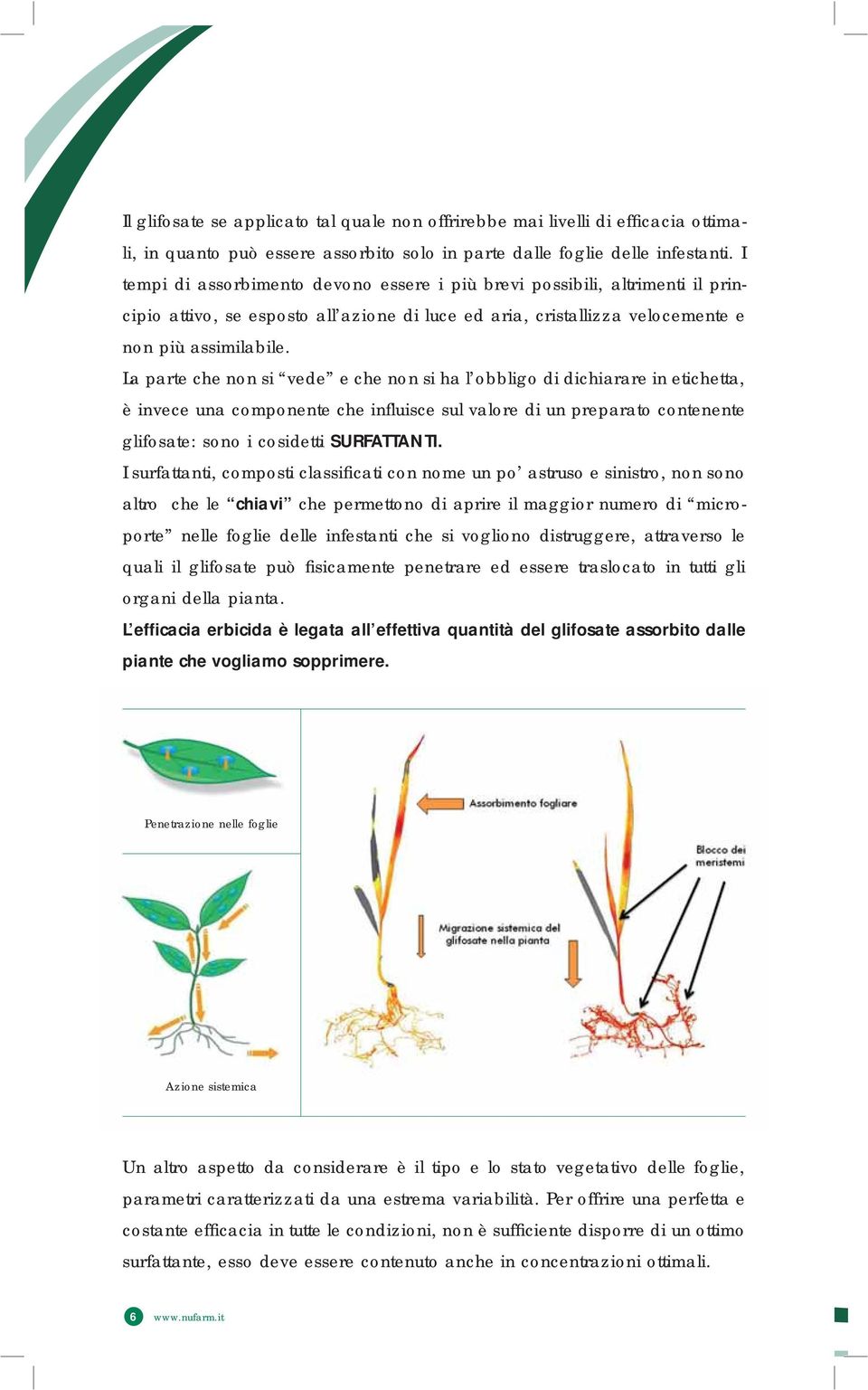 La parte che non si vede e che non si ha l obbligo di dichiarare in etichetta, è invece una componente che influisce sul valore di un preparato contenente glifosate: sono i cosidetti SURFATTANTI.