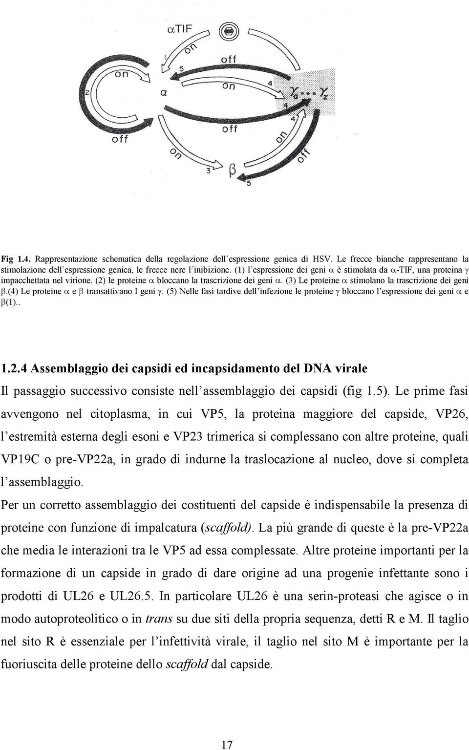 (3) Le proteine α stimolano la trascrizione dei geni β.(4) Le proteine α e β transattivano I geni γ. (5) Nelle fasi tardive dell infezione le proteine γ bloccano l espressione dei geni α e β(1).. 1.2.