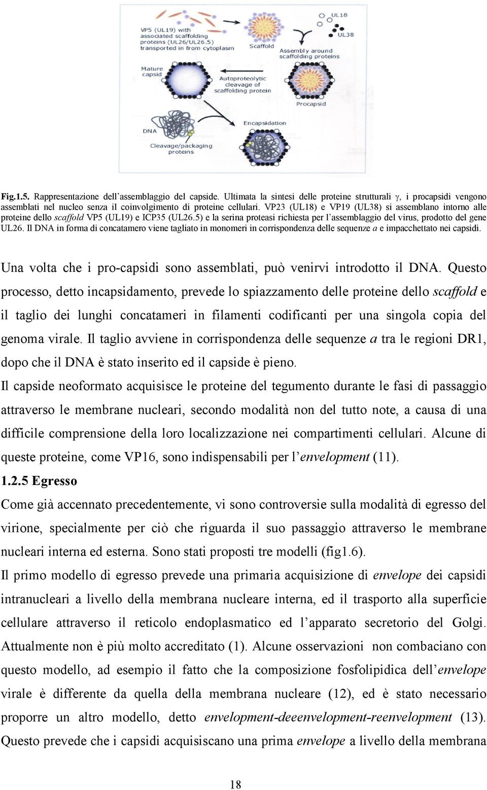 Il DNA in forma di concatamero viene tagliato in monomeri in corrispondenza delle sequenze a e impacchettato nei capsidi. Una volta che i pro-capsidi sono assemblati, può venirvi introdotto il DNA.