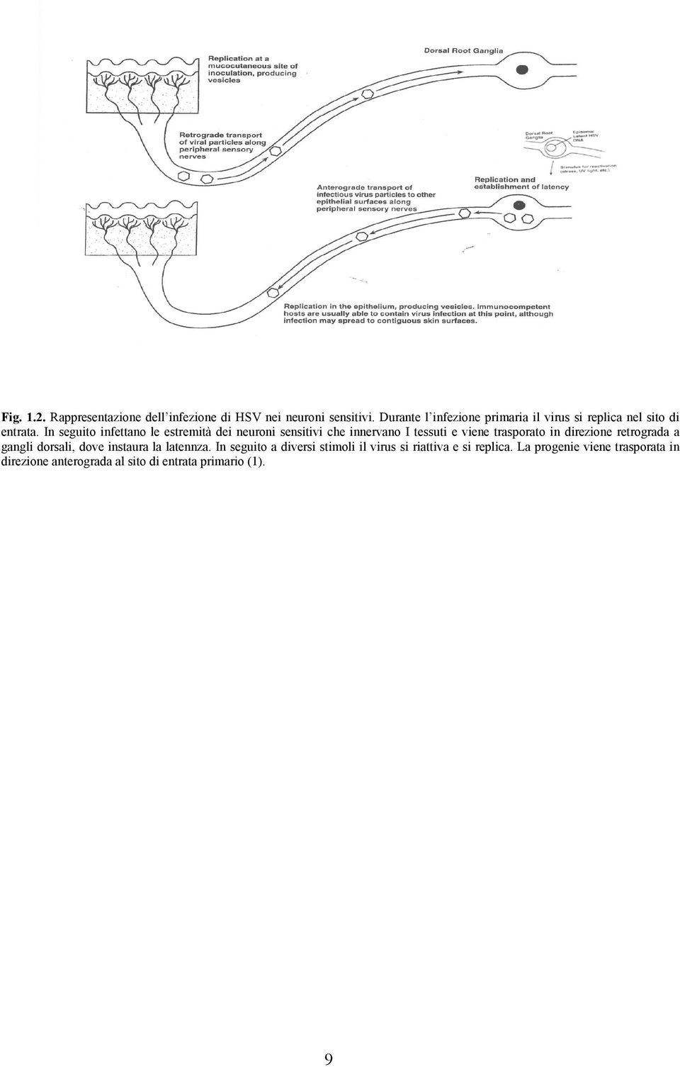 In seguito infettano le estremità dei neuroni sensitivi che innervano I tessuti e viene trasporato in direzione