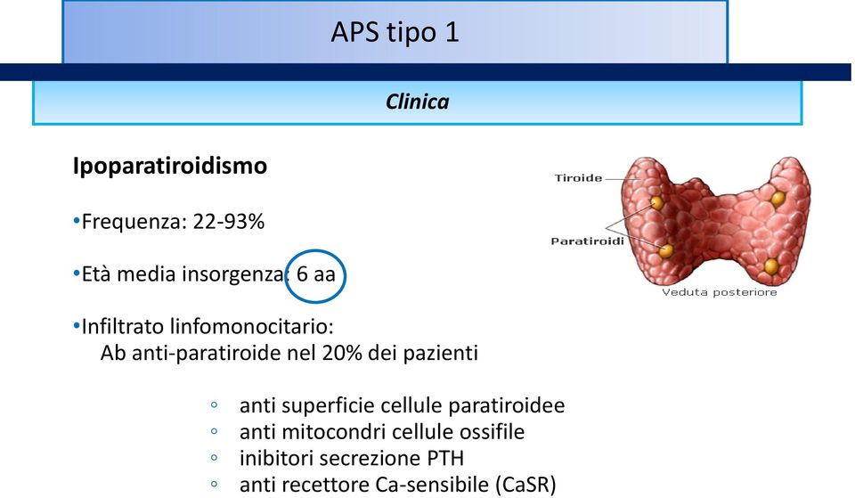 20% dei pazienti anti superficie cellule paratiroidee anti mitocondri