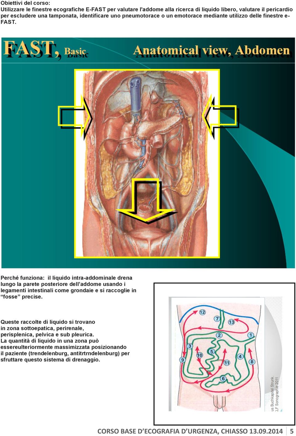 Perché funziona: il liquido intra-addominale drena lungo la parete posteriore dell addome usando i legamenti intestinali come grondaie e si raccoglie in fosse precise.