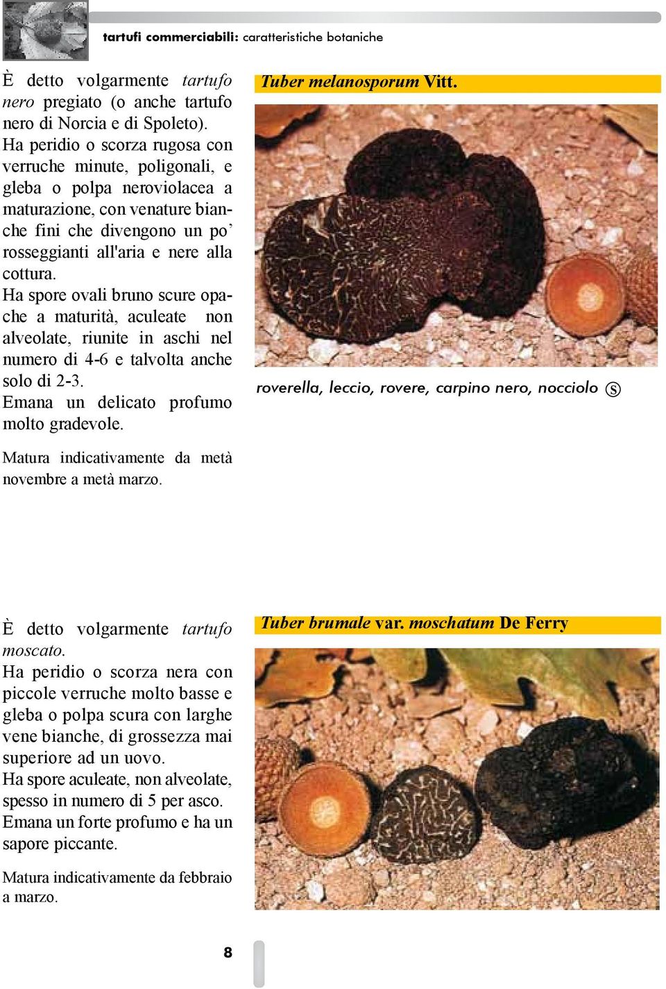 alla cottura. Ha spore ellittiche, irregolarmente alveolate, scure, riunite in 1-2 per asco presso a poco sferico. Emana un debole profumo. Matura indicativamente da giugno a novembre.