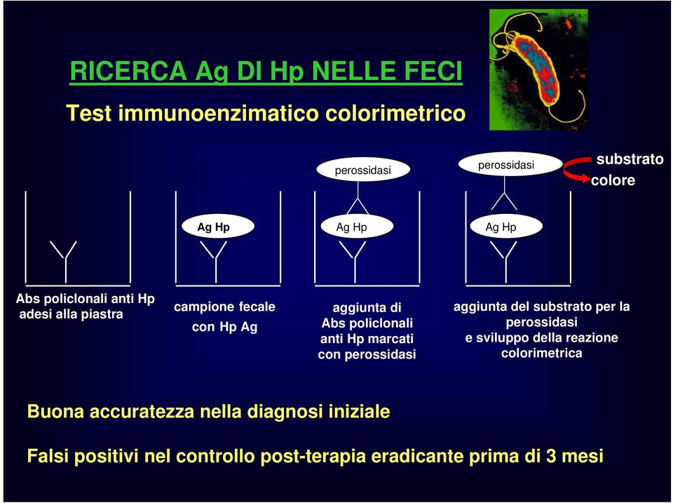 anti Hp marcati con perossidasi aggiunta del substrato per la perossidasi e sviluppo della reazione