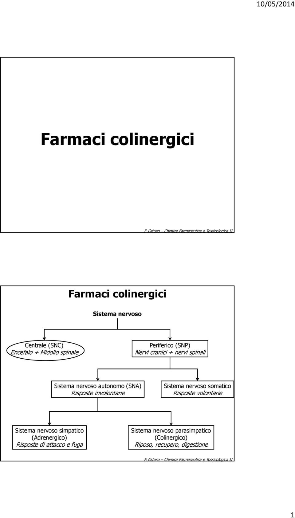 nervoso somatico Risposte volontarie Sistema nervoso simpatico (Adrenergico) Risposte