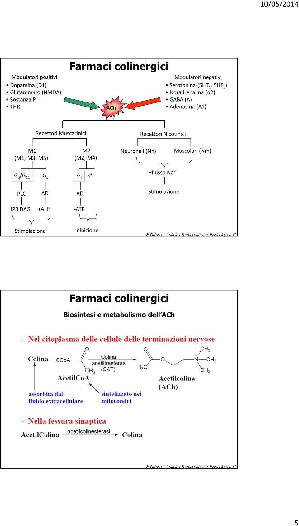 Recettori Nicotinici M1 (M1, M3, M5) M2 (M2, M4) Neuronali (Nn) Muscolari (Nm) G q /G 11 G G i K +