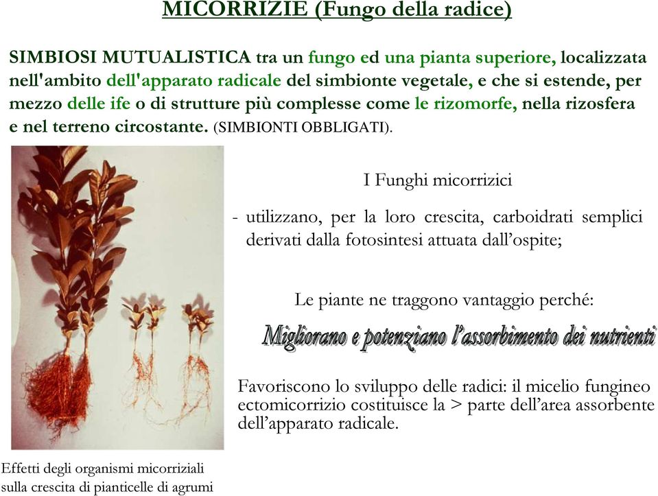 I Funghi micorrizici - utilizzano, per la loro crescita, carboidrati semplici derivati dalla fotosintesi attuata dall ospite; Le piante ne traggono vantaggio perché: