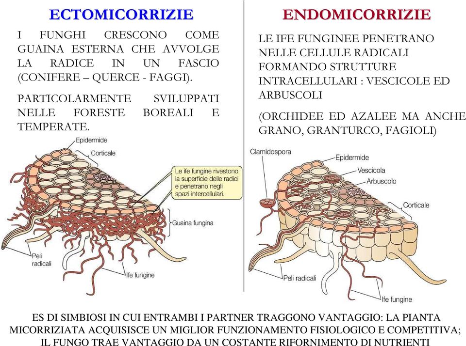 ENDOMICORRIZIE LE IFE FUNGINEE PENETRANO NELLE CELLULE RADICALI FORMANDO STRUTTURE INTRACELLULARI : VESCICOLE ED ARBUSCOLI (ORCHIDEE ED