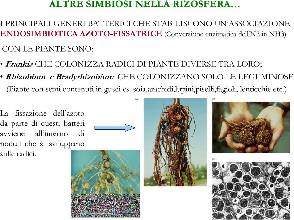 Bradyrhizobium CHE COLONIZZANO SOLO LE LEGUMINOSE (Piante con semi contenuti in gusci es.