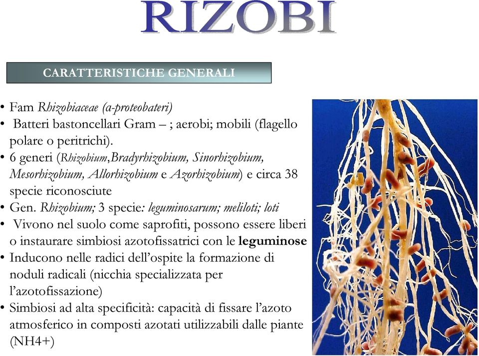 Rhizobium; 3 specie: leguminosarum; meliloti; loti Vivono nel suolo come saprofiti, possono essere liberi o instaurare simbiosi azotofissatrici con le leguminose