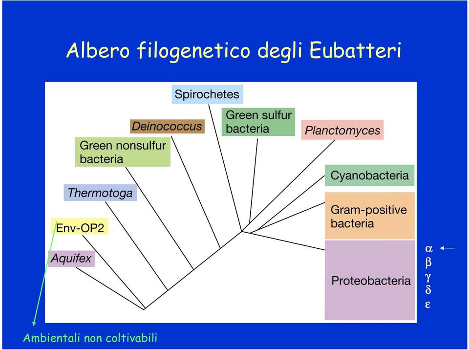 degli Eubatteri α