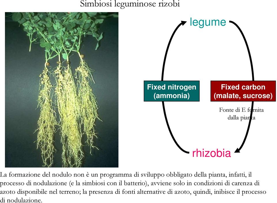 infatti, il processo di nodulazione (e la simbiosi con il batterio), avviene solo in condizioni di carenza di