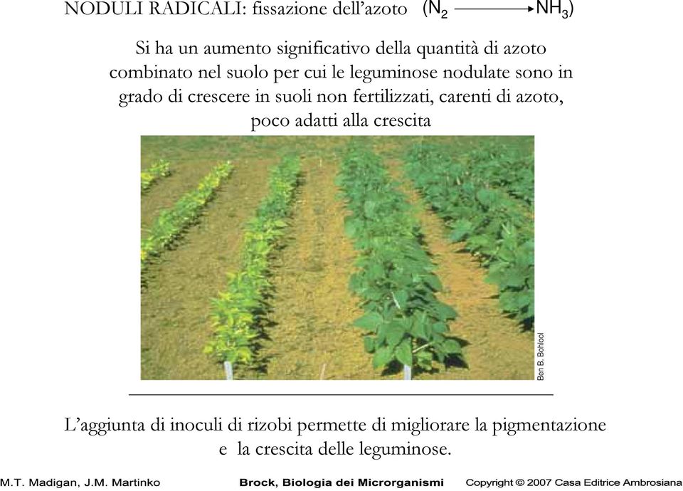 crescere in suoli non fertilizzati, carenti di azoto, poco adatti alla crescita L