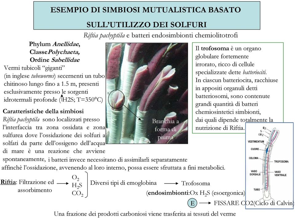 sulfurea dove l ossidazione dei solfuri a solfati da parte dell ossigeno dell acqua di mare è una reazione che avviene Riftia: Filtrazione ed assorbimento SULL UTILIZZO DEI SOLFURI Riftia pachyptila